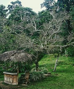 Trees on grassy field