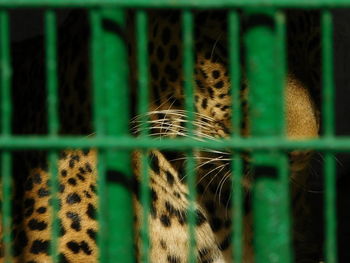 Leopard in cage