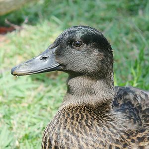 Close up of a bird