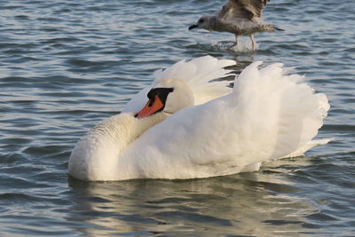 Swan swimming in lake