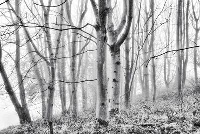 Bare trees in forest