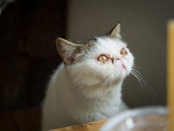 Close-up of cat looking away