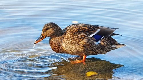 Side view of a duck in lake
