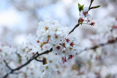 Low angle view of apple blossoms in spring