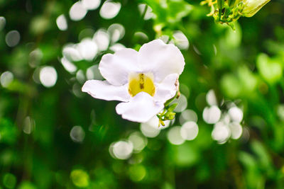 Close-up of white flowers blooming outdoors