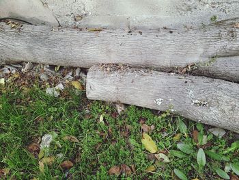 Close-up of tree trunk