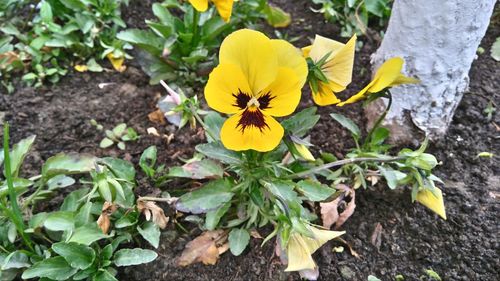 High angle view of yellow flowering plant