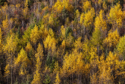 Pine trees in forest during autumn