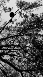 Low angle view of bare trees against sky