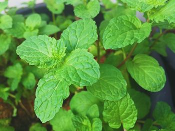 Close-up of fresh green leaves