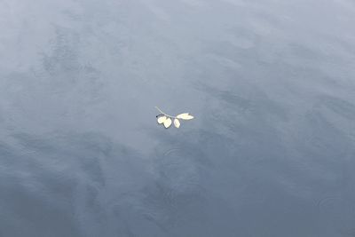 High angle view of swan flying in water