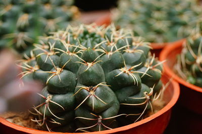 Close-up of succulent plant