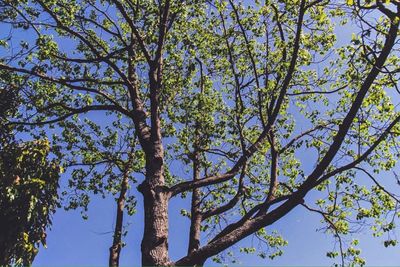 Low angle view of trees against sky