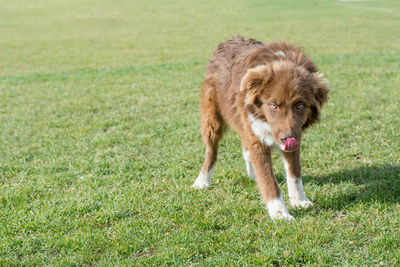 Portrait of dog on field