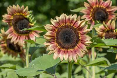 Close-up of sunflower