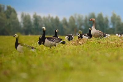 Flock of birds on grass