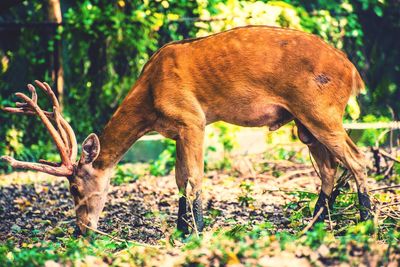 Close-up of deer standing on field in forest