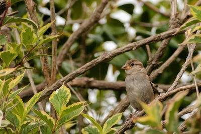 Bird perching on a tree