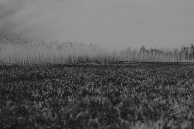 Scenic view of wheat field against clear sky