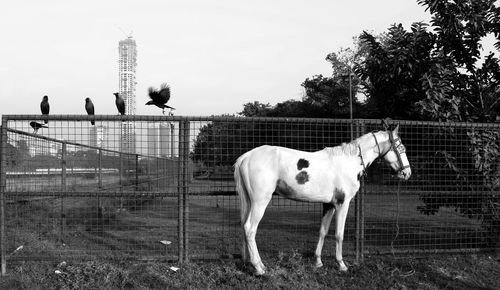 Horse by fence against sky