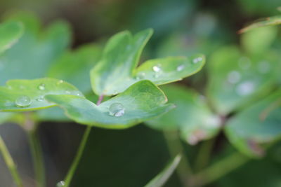 Close-up of water drops on plant leaves