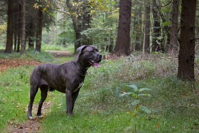 Big dog posing in the woods