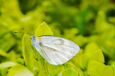 Close-up of butterfly on leaves