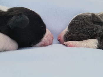 Close-up of dog relaxing