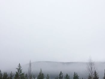 Trees on snow covered landscape in foggy weather