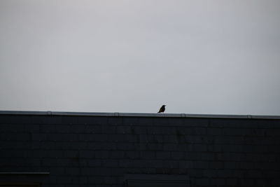 Low angle view of bird perching on building against clear sky