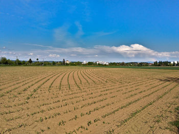 Scenic view of agricultural field against blue sky