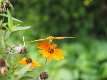 Close-up of bee on yellow flower