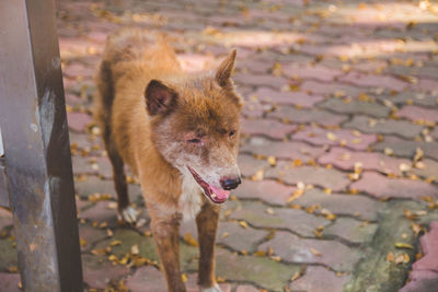 High angle portrait of dog standing outdoors