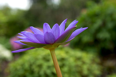 Close-up of purple flower