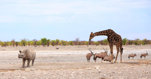 Critically endangered black rhino at a waterhole with a giraffe and a small herd of gemsbok oryx 