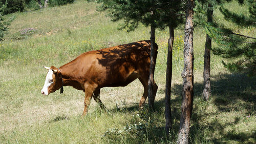 View of a horse on field