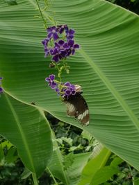 Close-up of bee on purple flower