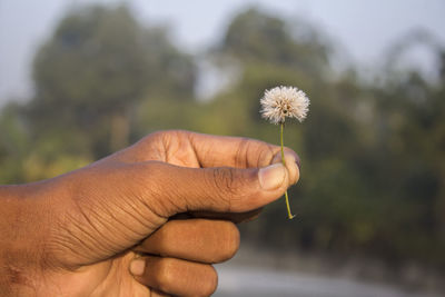 Close-up of hand holding dandelion flower