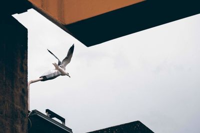 Low angle view of bird flying against sky in city