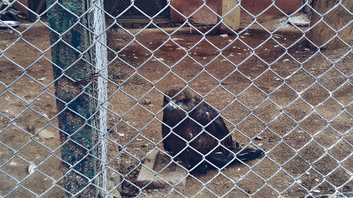 Bird seen through chainlink fence