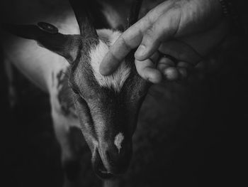 Close-up of a dog