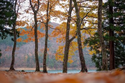 Trees in forest during autumn