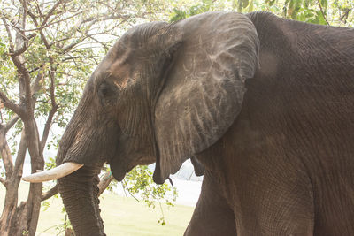 Close-up of elephant in the forest