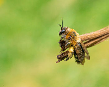 Large yellow honey and black striped bee  close up low-level macro view resting on green twig plant 