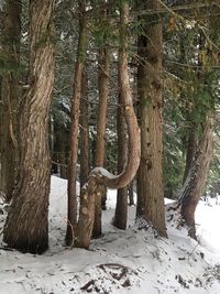 Trees in forest during winter