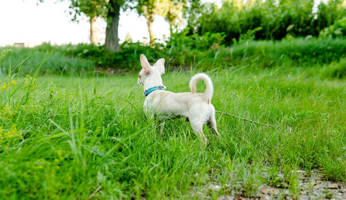 View of a dog on field