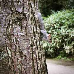 Close up of tree trunk