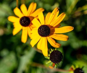 Close-up of yellow daisy flower