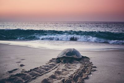 Tortoise at beach against sky during sunset