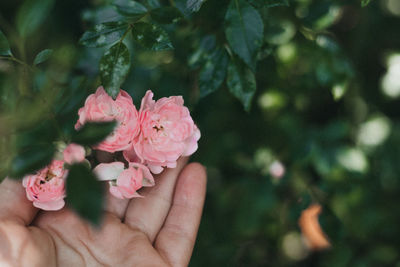 Close-up of hand touching pink roses